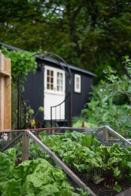 The Rumple Hut